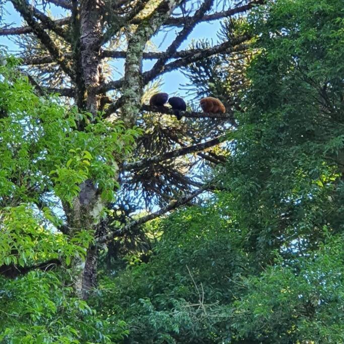Sitio Recanto Feliz Γκραμάντο Εξωτερικό φωτογραφία